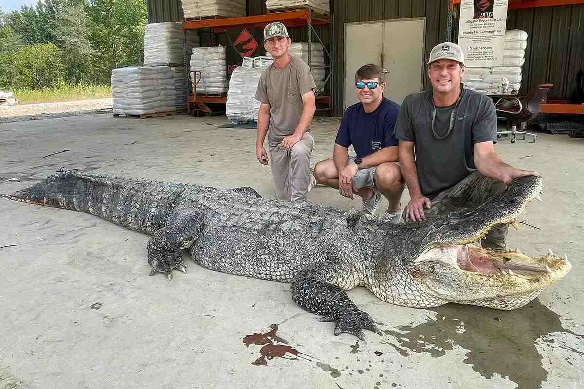 Mississippi-Record Alligator Weighed 800 Pounds