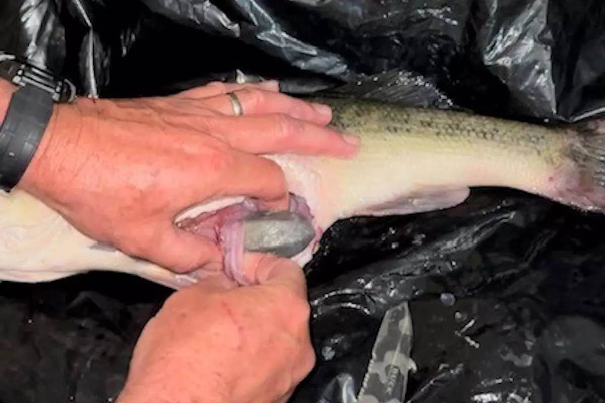 angler with record white perch