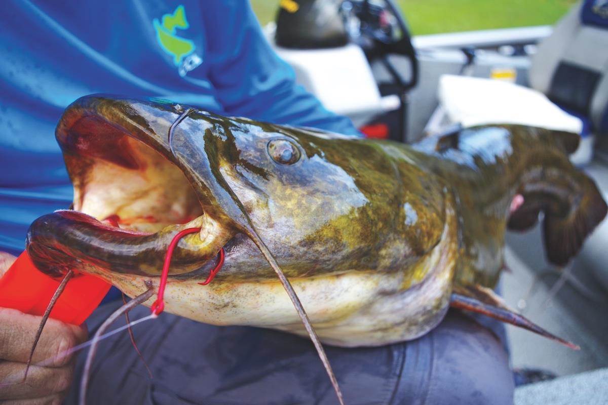5 Tactics to Catch Spawning Tight-Lipped Catfish