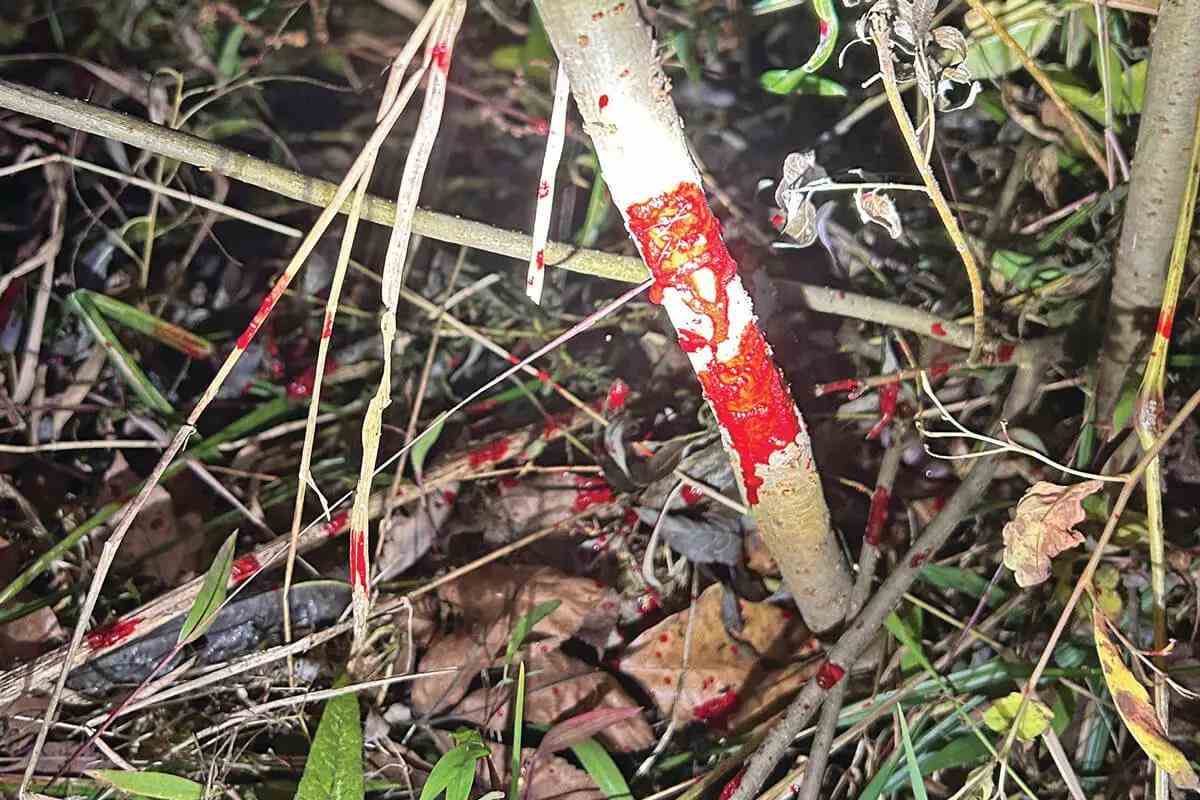 bright red blood trail from Speed Titanium 100 broadhead