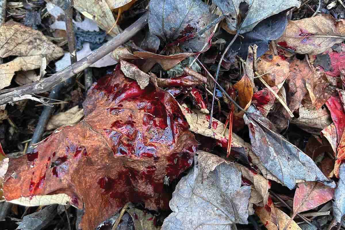 dark red blood trail from Speed Titanium 100 broadhead
