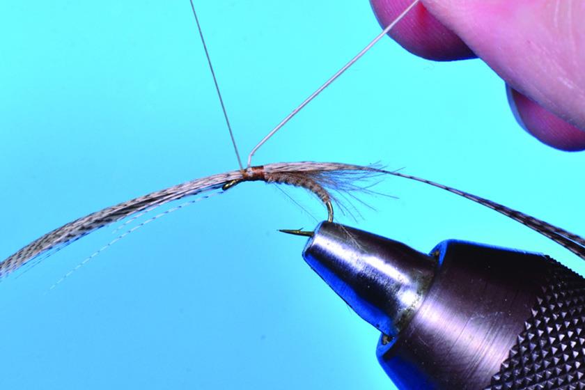 Tying Gerbec’s Resting Caddis Fly - Step 5