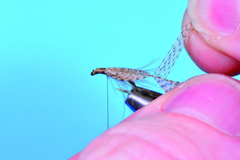 Tying Gerbec’s Resting Caddis Fly - Step 6