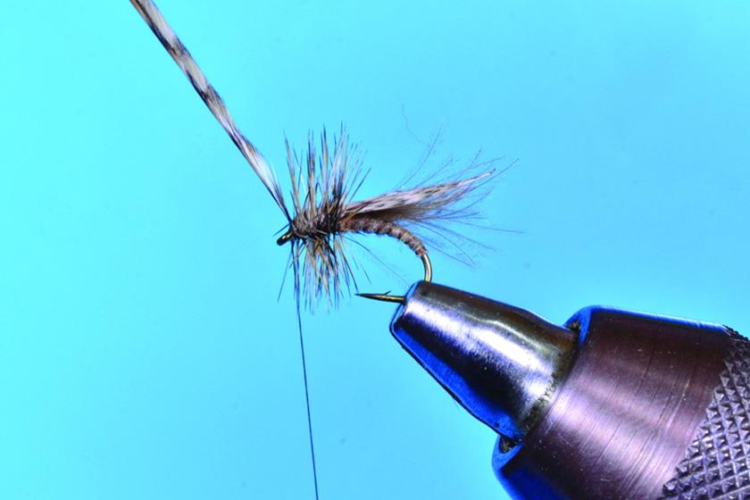 Tying Gerbec’s Resting Caddis Fly - Step 10