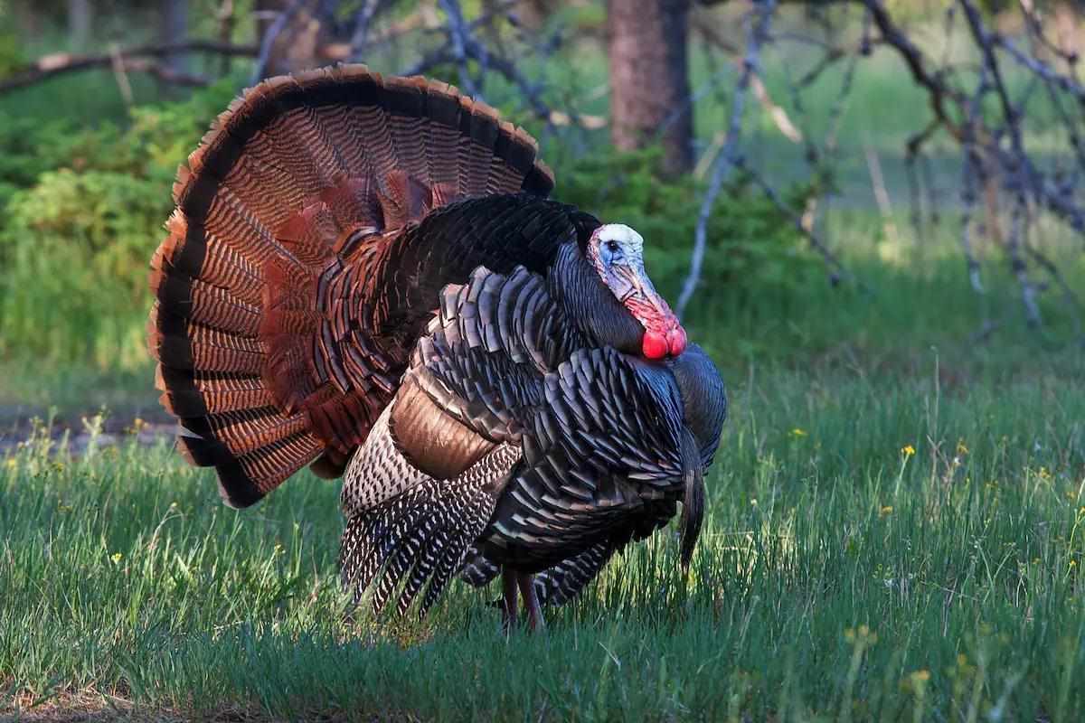Scouting Turkeys: Get the Drop on Gobblers