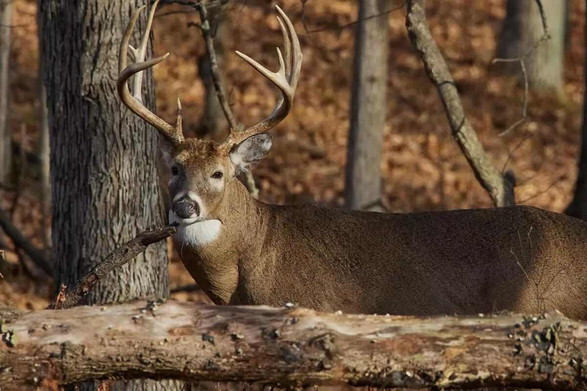 The Land of Monster Whitetails in Southern Iowa