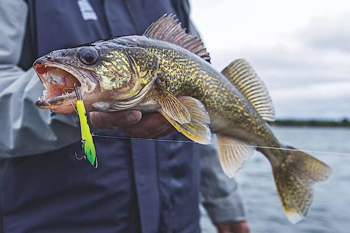 Make it Snappy for Walleyes - Game & Fish