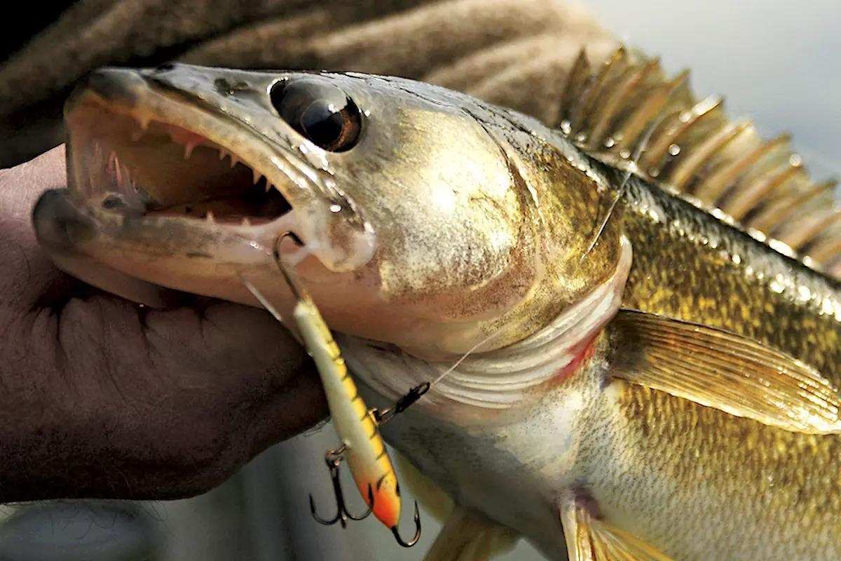 Snap a Glide Bait for Walleyes & More