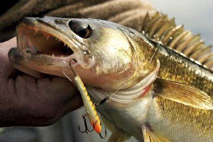 Freedom Baitz, The Javelin continues to dominate for walleye anglers  everywhere this spring. Its ribbed body and spiraling ring tail mimic live  prey, en