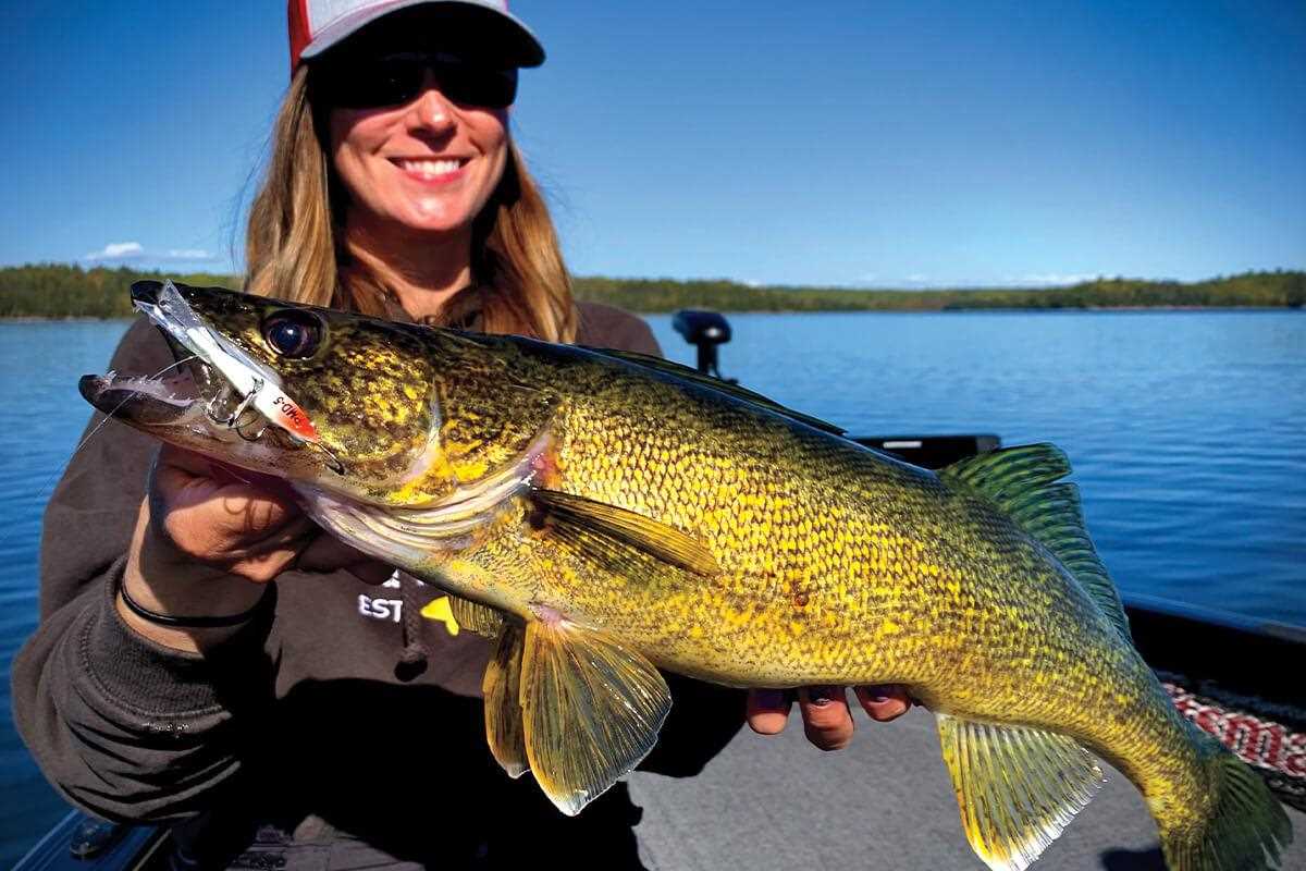 Rod, Gun & Game: The incredible Lake Erie walleye fishery is no accident -  Springville Journal