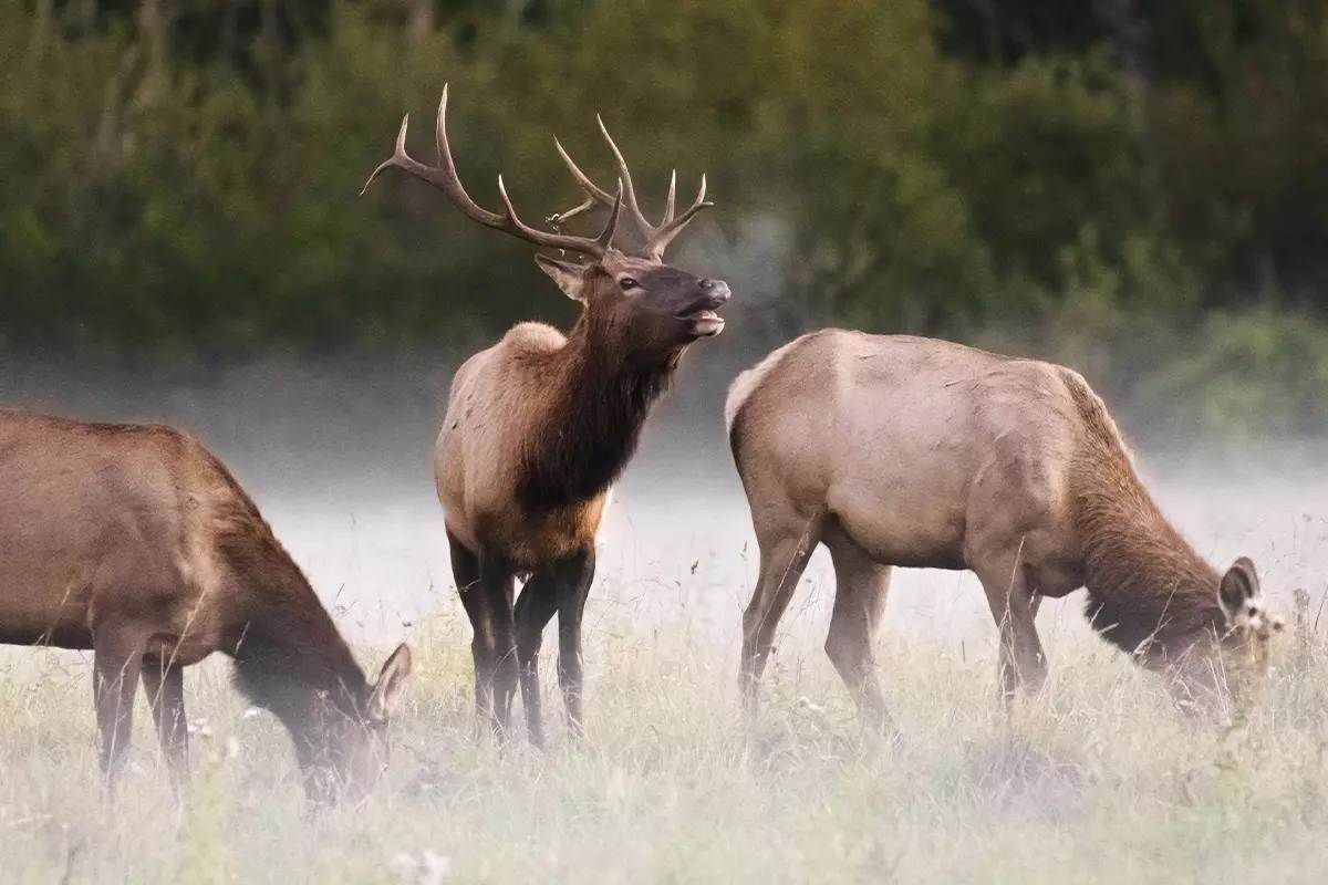 Bold Tactics for Calling and Decoying Elk this Fall