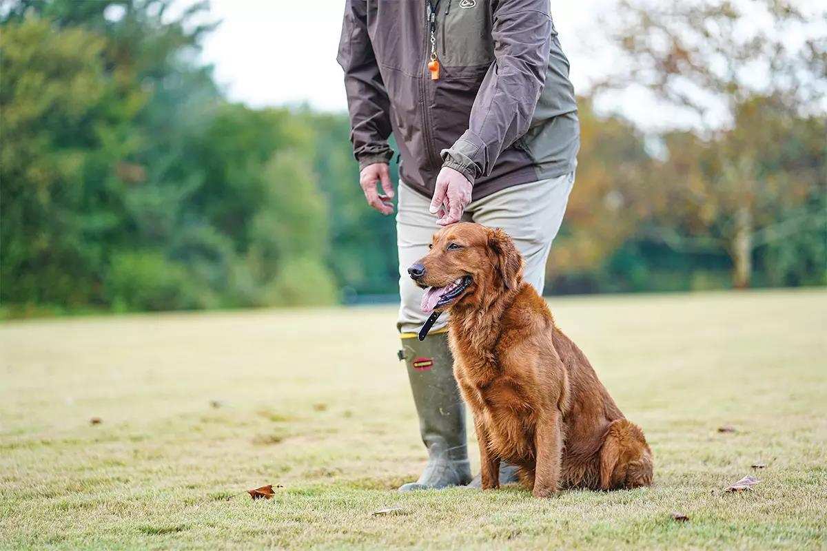 Golden Retriever: Breed Profile - Gun Dog
