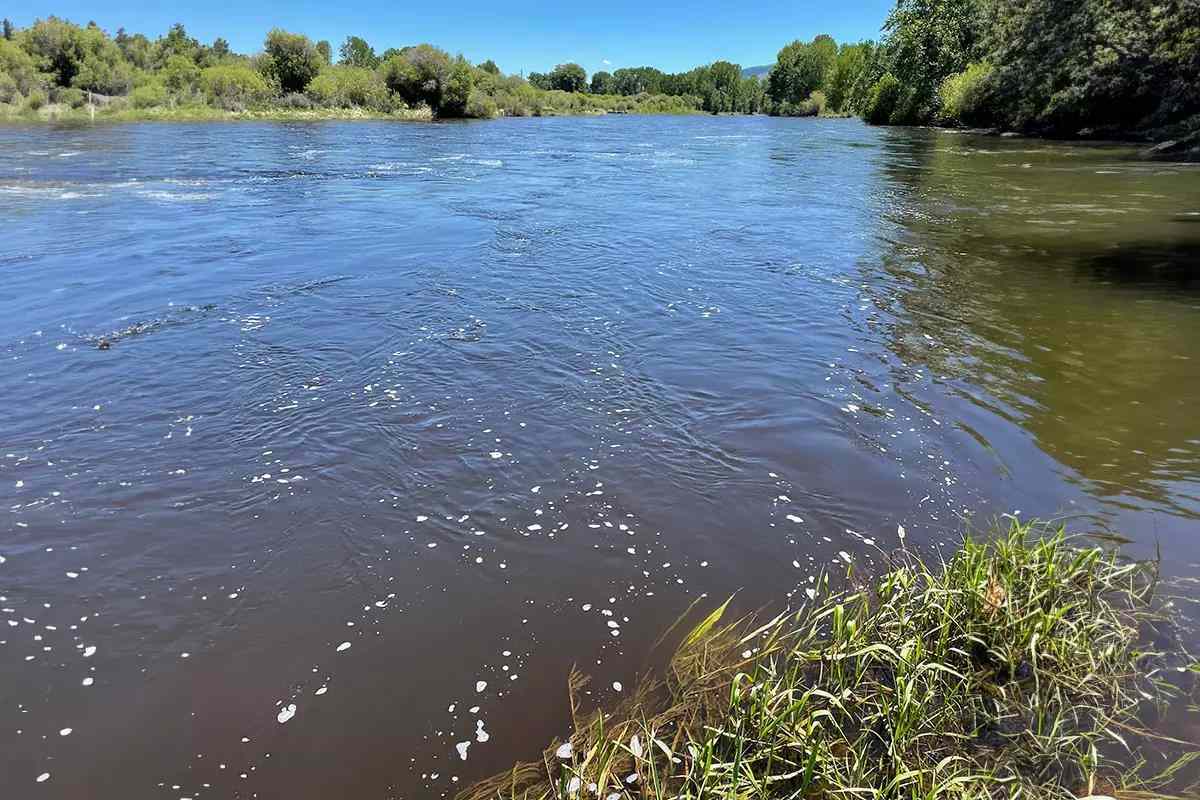 Good News: Big Hole River Trout Show Signs of Recovery, But Work Continues