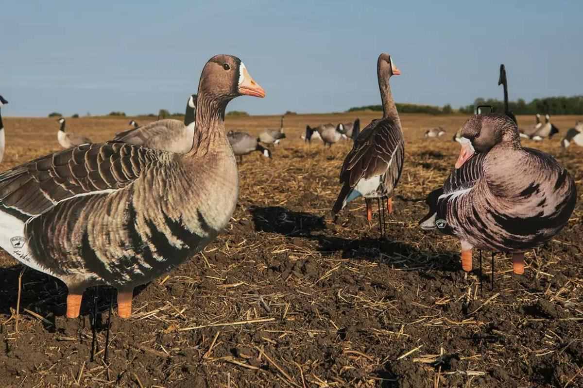 Good Practices for Killing Geese