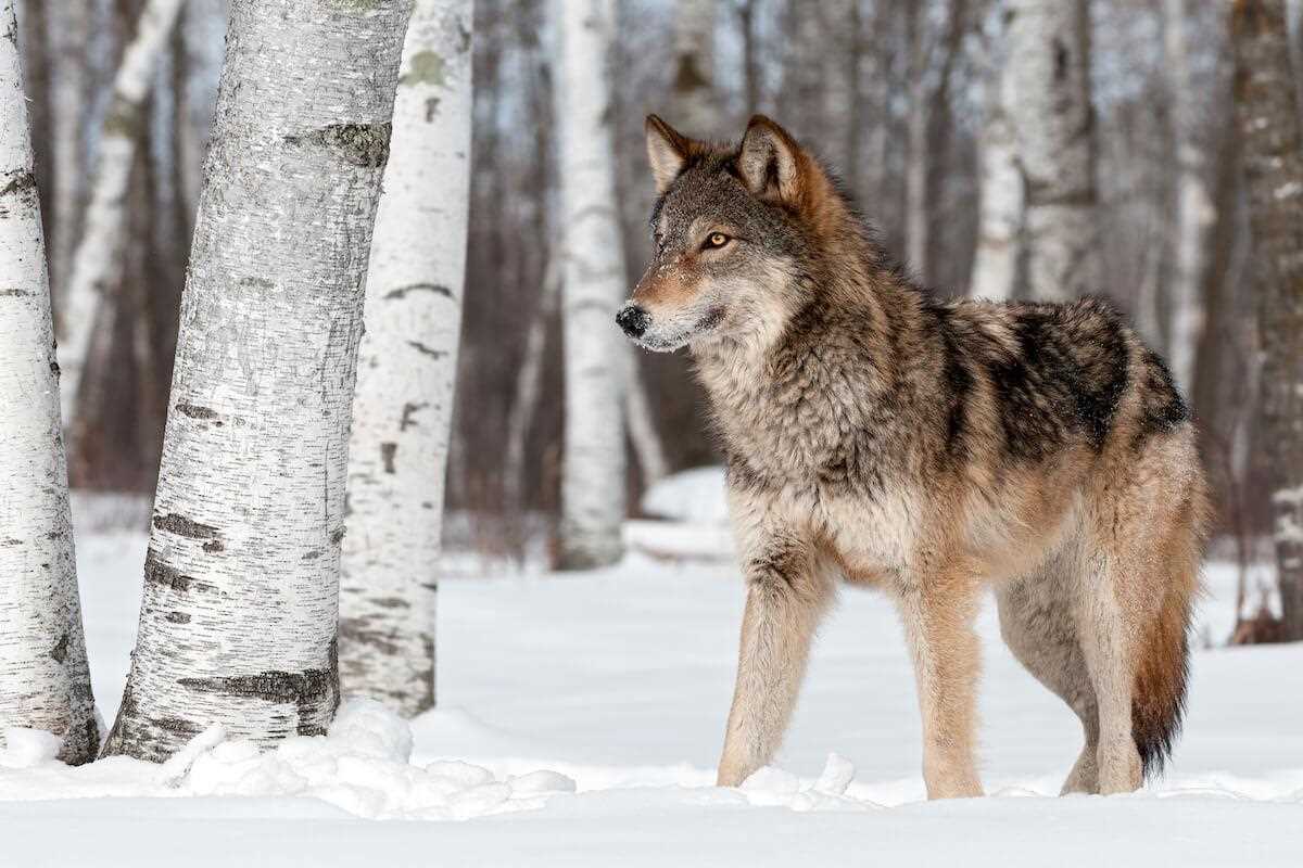 Sportsmen's Groups File Wolf Petitions with U.S. Fish & Wildlife Service