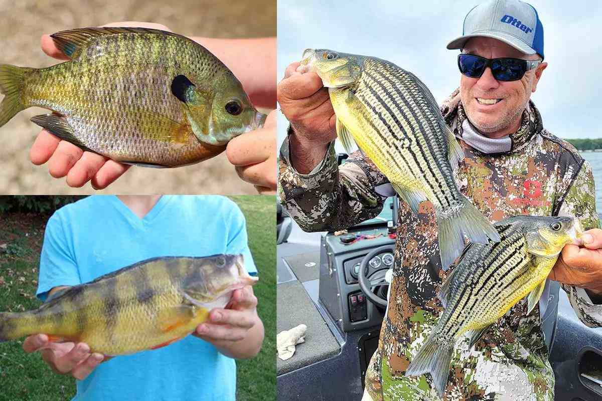 Oasis on the Plains: Year-Round Fishing at Iowa's Great Lakes