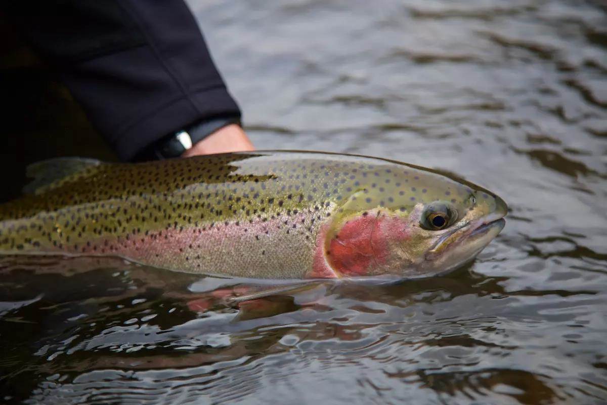 Find Early Steelhead in Great Lake Tributaries - Game & Fish