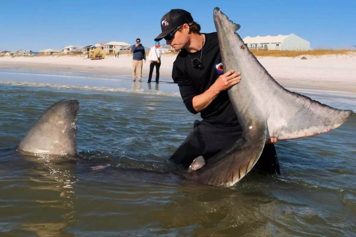 How the first great white shark was caught from an Alabama beach 