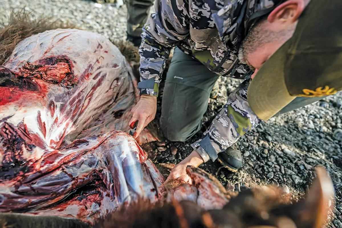 hunter field dressing a bear