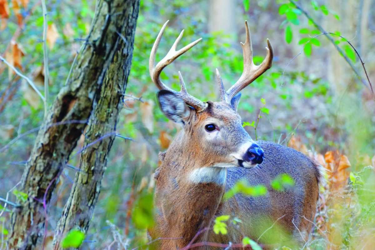 How To Screw Up And Kill A Little Buck