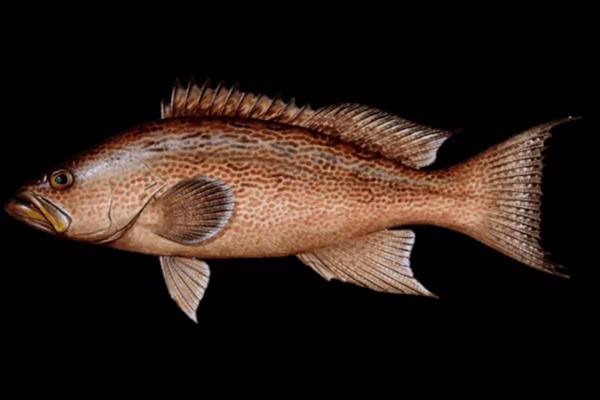 fsweb-scamp-picture15-600x256