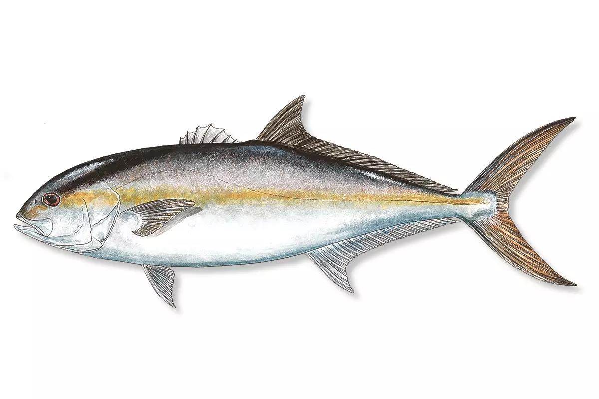 Gulf Greater Amberjack Season 43 Days; Atlantic Snowy Grouper and Snook Seasons Close  - Florida Sportsman