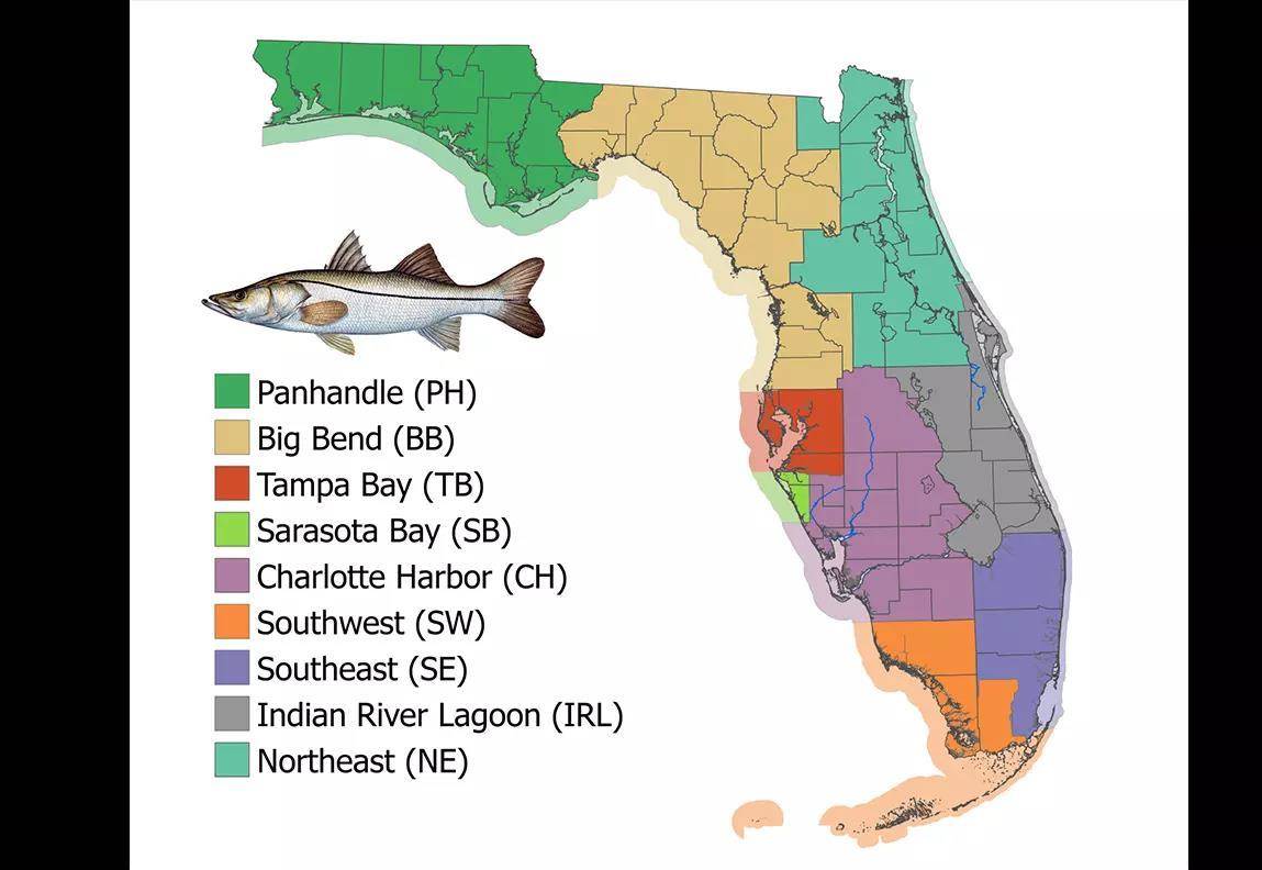 Gulf Greater Amberjack Season 43 Days; Atlantic Snowy Groupe - Florida ...