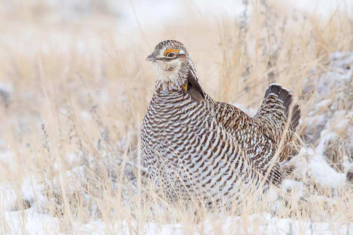 What's Up with Upland Bird Hybrids, Anyway?