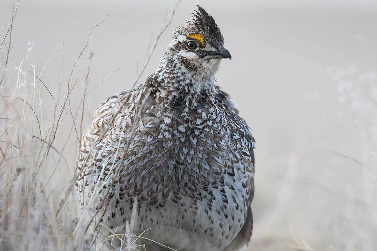 Determining the Age of a Quail from Wing Feathers - Project Upland