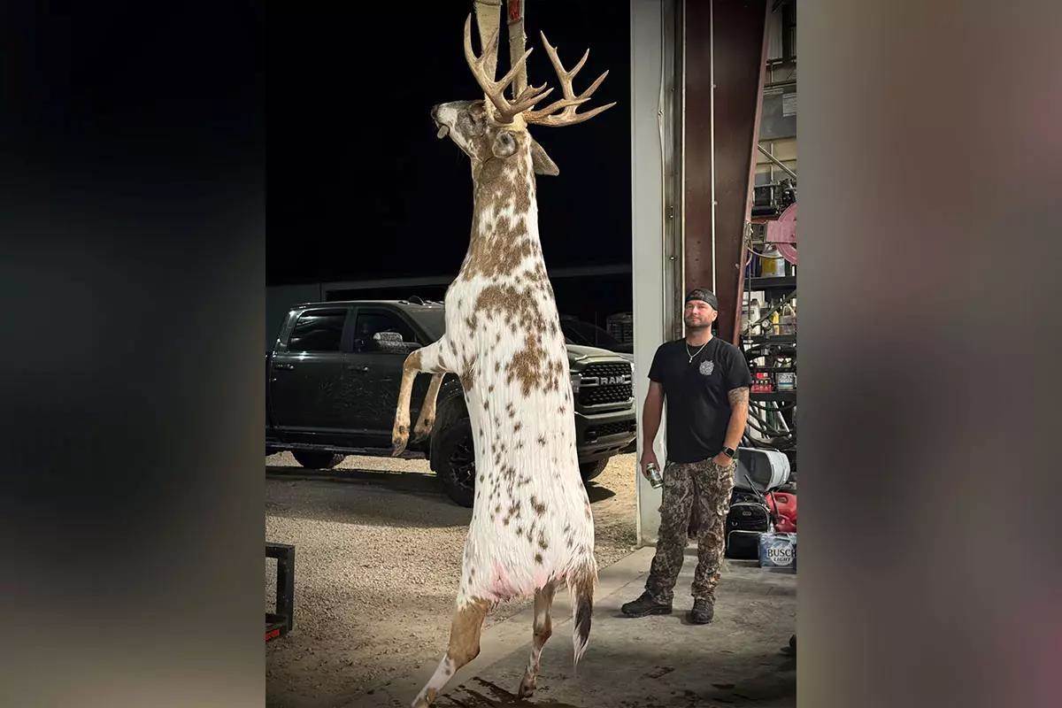 Deer hanging in rafters.