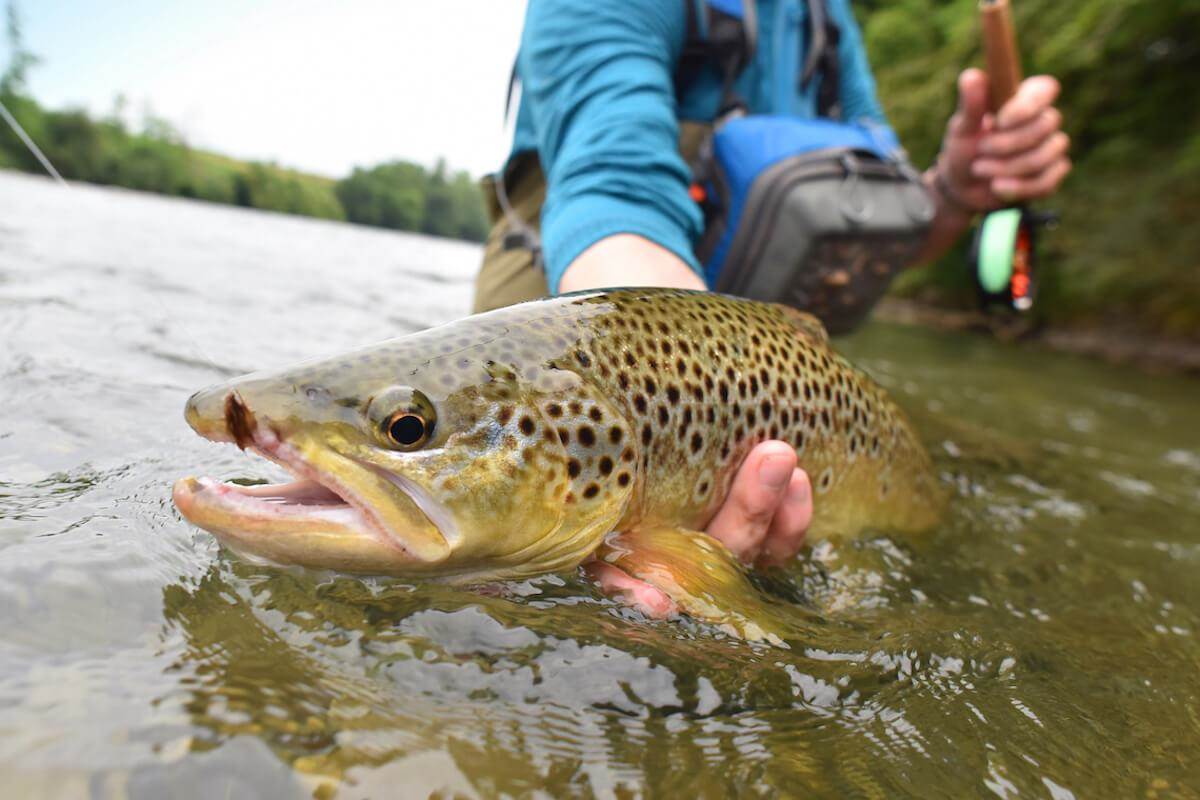 Heatwave Trout: How to Find Them During Dog Days of Summer
