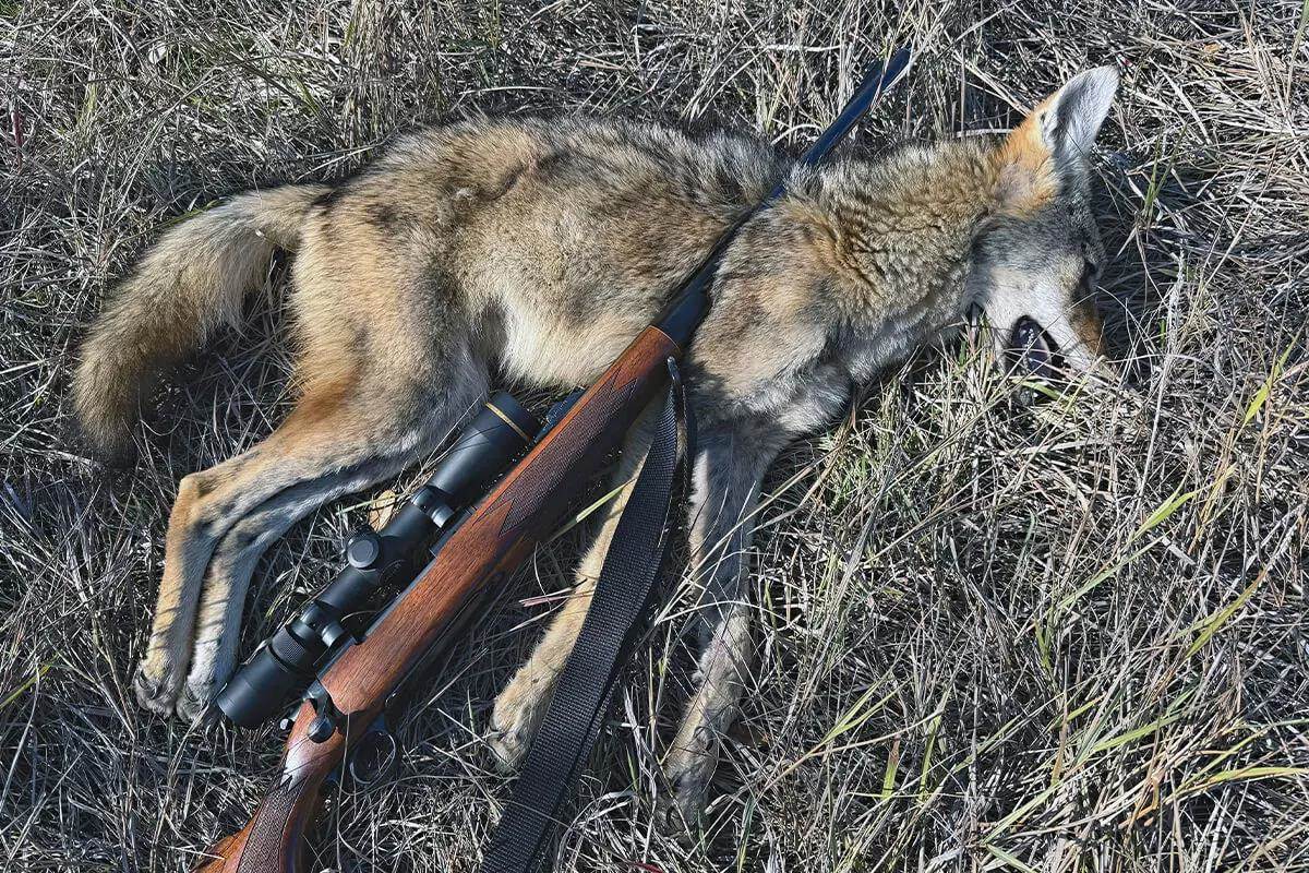 rifle with coyote