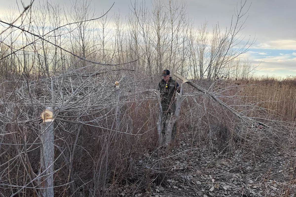 Hinge cutting trees
