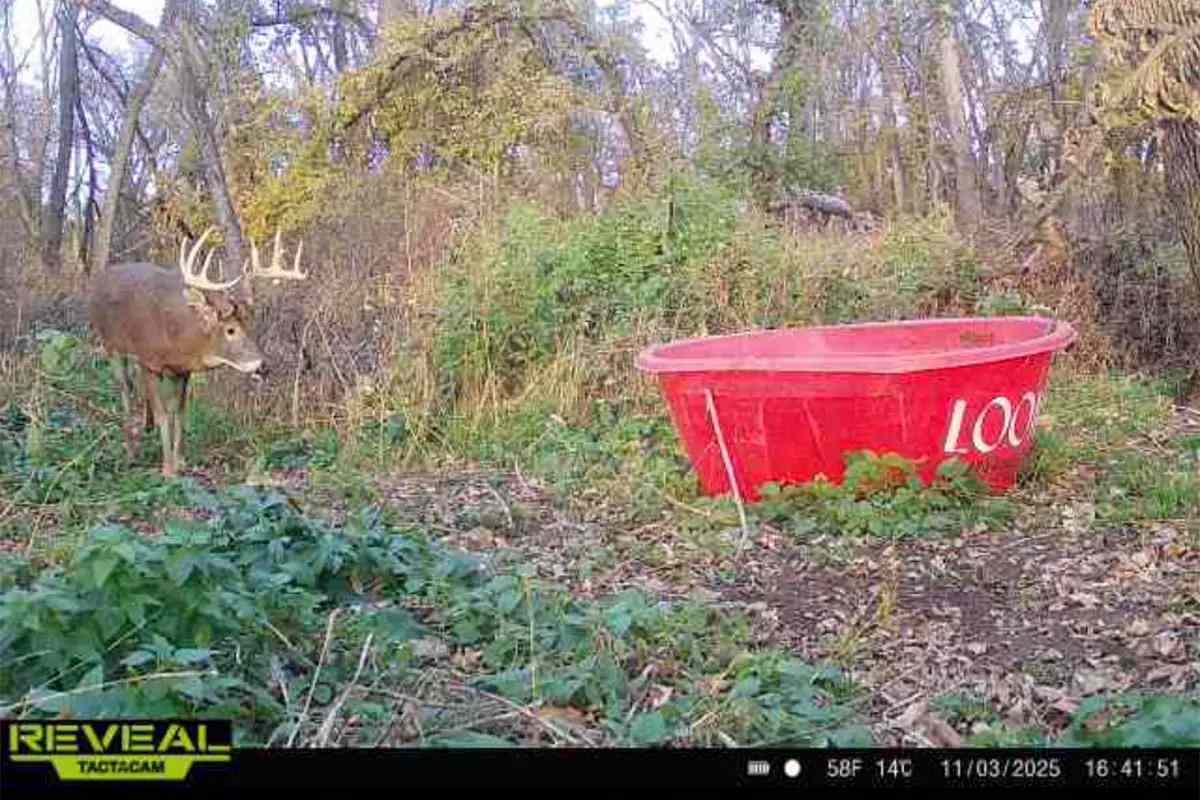 Buck walking to water source