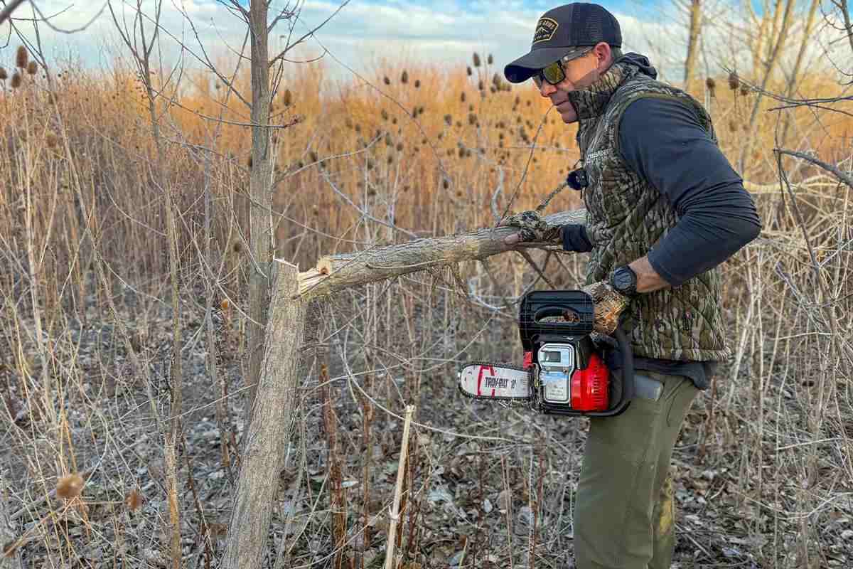 Author cutting tree