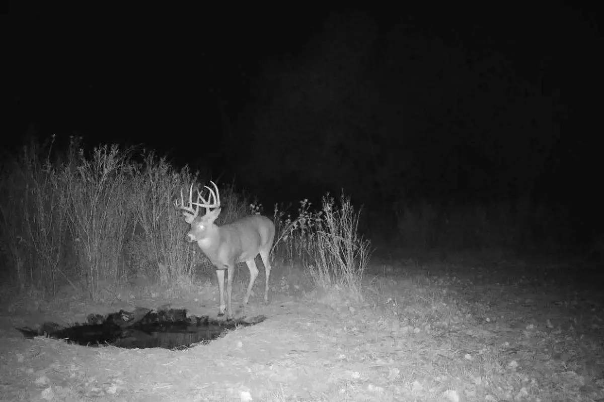 Big buck drinking at water hole
