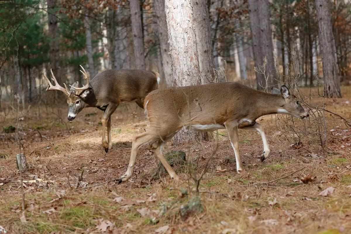 Home Turf Advantage: Waiting for the Right Shot Opportunity 