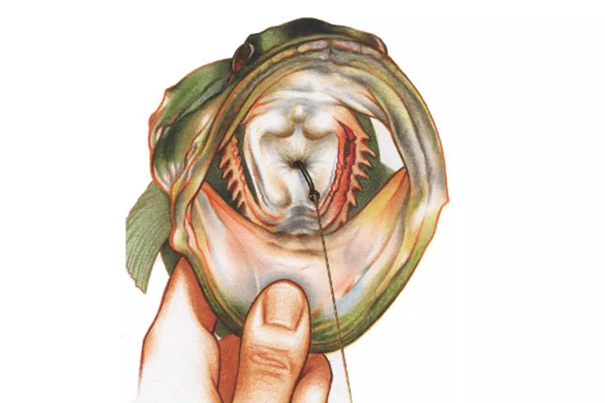 Easy, Effective Method for Removing a Swallowed Hook - In-Fisherman