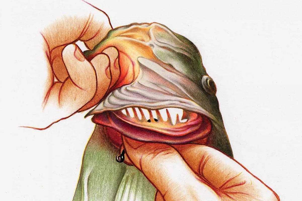Easy, Effective Method for Removing a Swallowed Hook - In-Fisherman