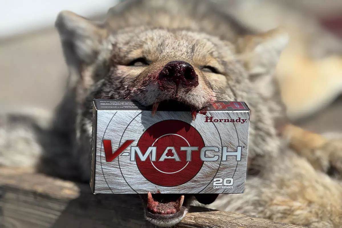 Hornady V-Match Ammo: Unrivaled Coyote Hunting Performance and More - Petersen's Hunting