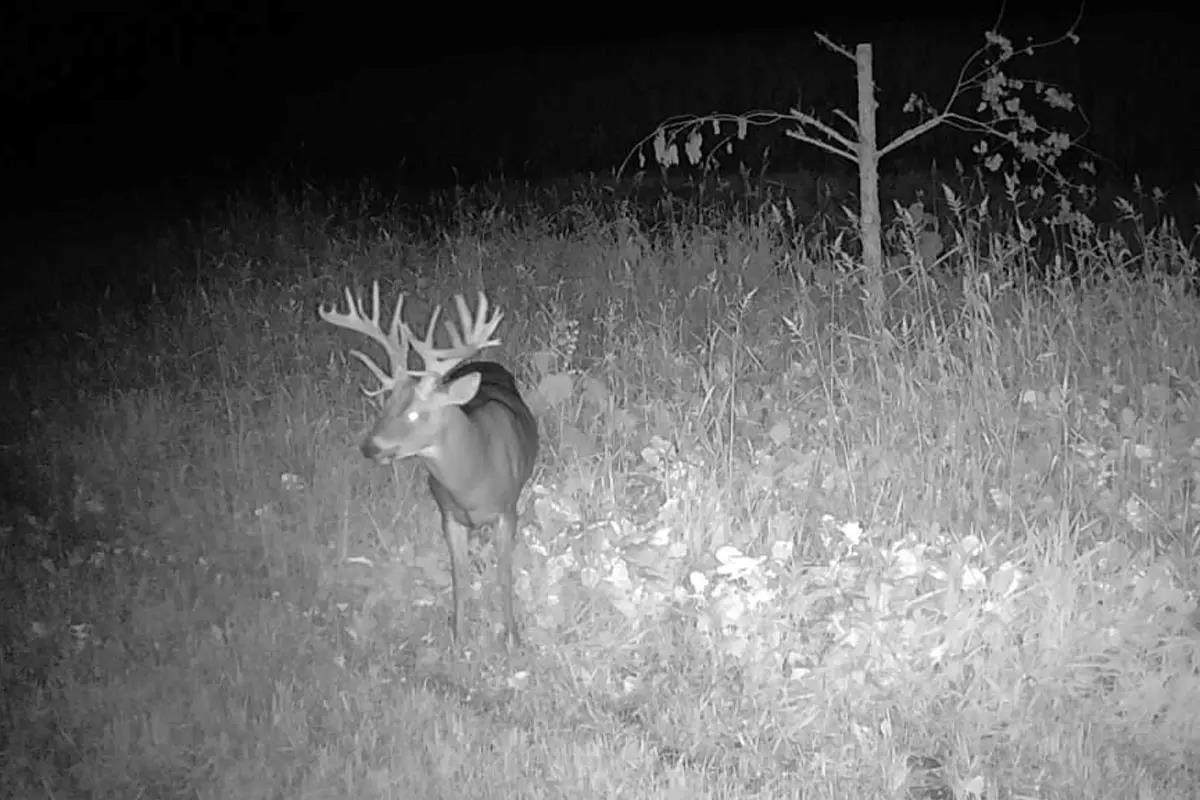 Buck on trail camera