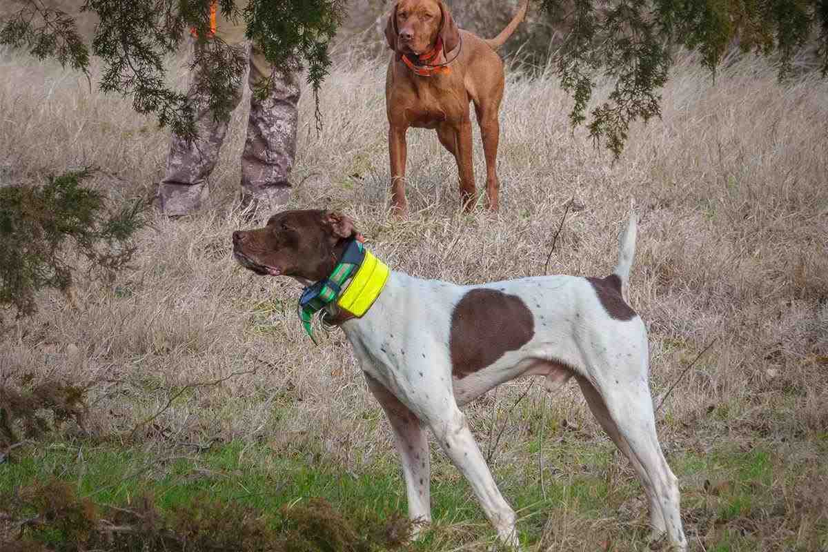 How E-Collars Should Be Used While Training Gun Dogs