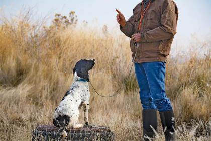 A springer sits on a tire while the handler holds up a finger toward the dog.