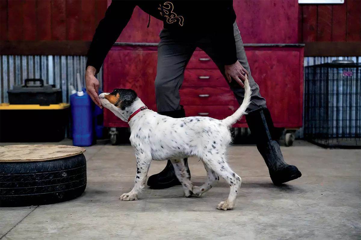 A dog trainer leads a dog with a piece of food.