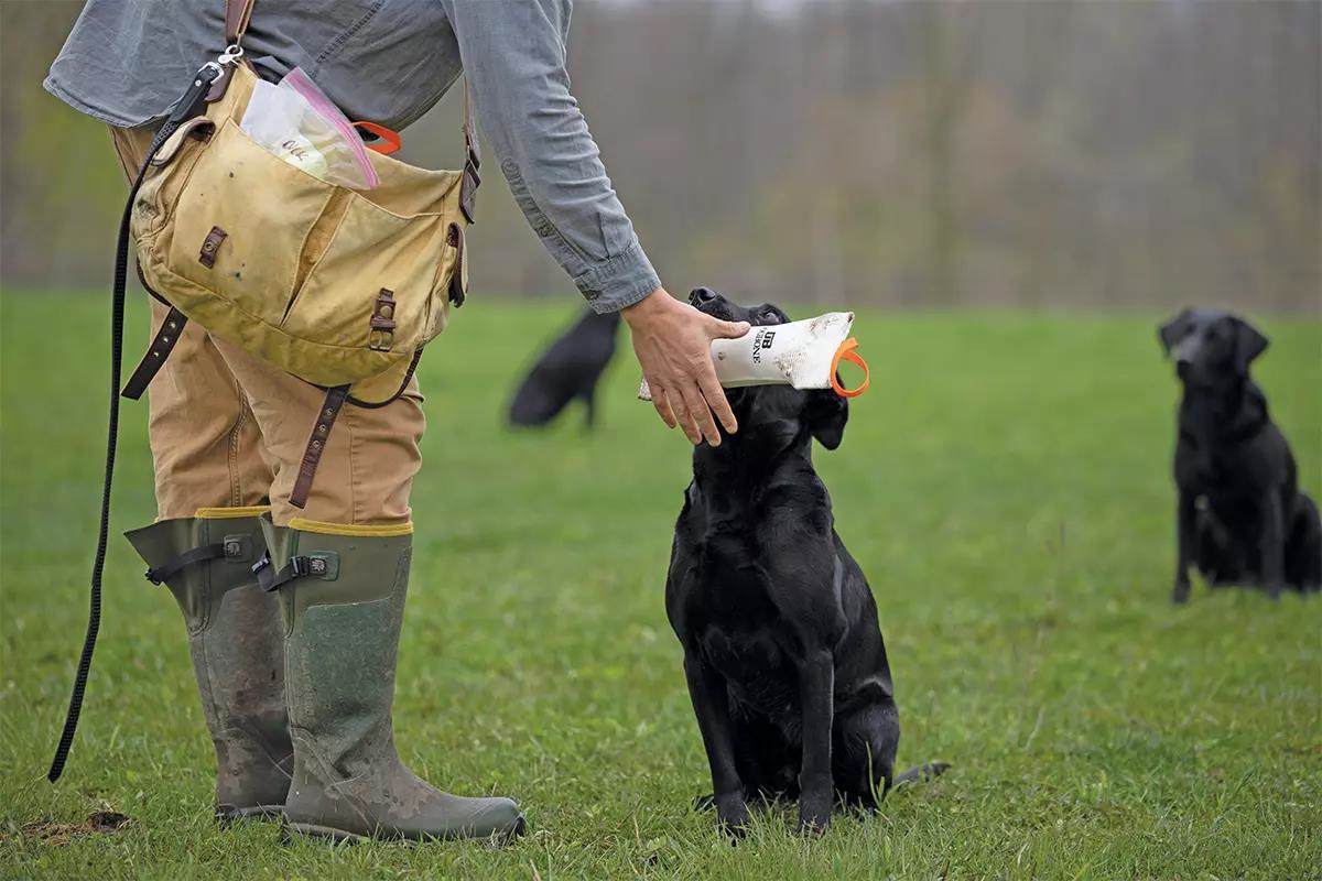A black Lab sits as it delivers a training dummy to its owners hand.