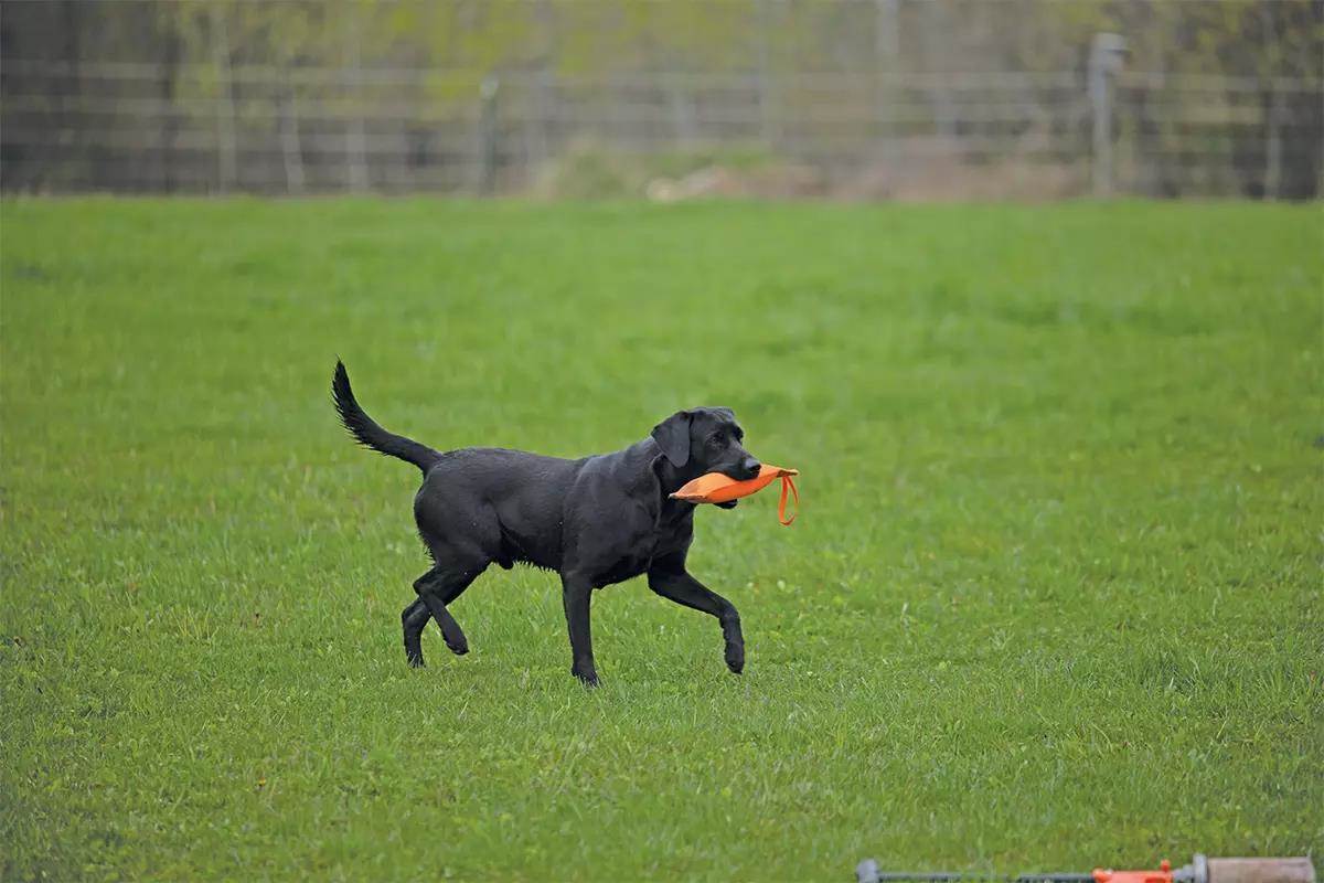 A Labrador retriever carries an orange retrieving dummy across a green grassy field.