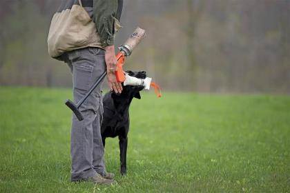 A dog trainer holding a dummy launcher reaches down to take a retrieving dummy from a Lab.