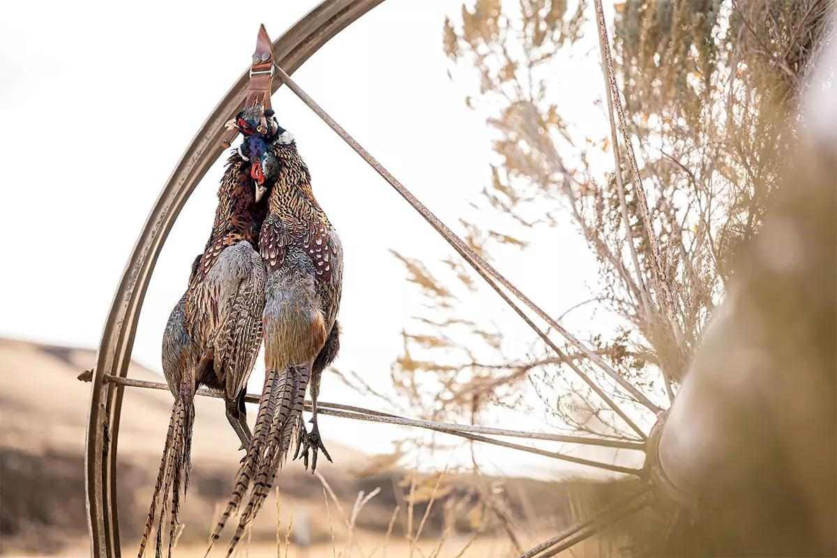 How the Farm Bill will Effect Upland Hunters