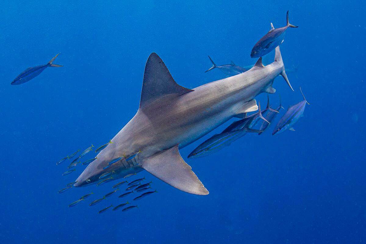 Sandbar Shark Hook Removal🪝🦈 #shark #fishing #fish #sharks #hook