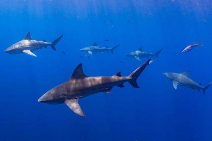 group of sharks swimming underwater